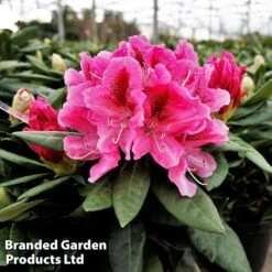 Rhododendron 'Cosmopolitan' -Flourish Flora RHOD COSMO2