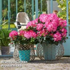 Rhododendron 'XXL' -Flourish Flora RHOD GARDENXXL S28031