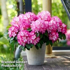 Rhododendron 'XXL' -Flourish Flora RHOD GARDENXXL S28035