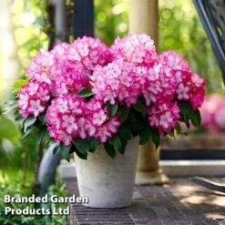 Rhododendron 'XXL' -Flourish Flora RHOD GARDENXXL S28036