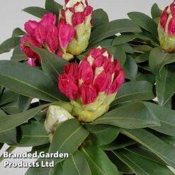 Rhododendron 'XXL' -Flourish Flora RHOD GARDENXXL S28038