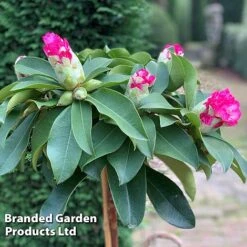 Rhododendron 'XXL' -Flourish Flora RHOD GARDENXXL S29540