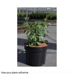 Rhus Aromatica 'Gro-Low' -Flourish Flora RHUS T66427 B h