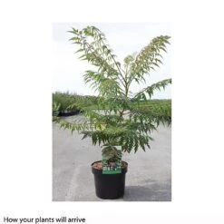 Rhus Glabra 'Laciniata' -Flourish Flora RHUS T66428 B h