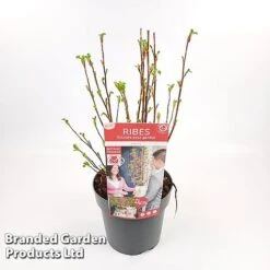 Ribes Sanguineum 'Amour' -Flourish Flora RIBE AMOUR19CM S52482