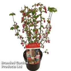 Ribes Sanguineum 'Amour' -Flourish Flora RIBE AMOUR19CM S52483