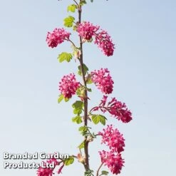 Ribes Sanguineum 'Amour' -Flourish Flora RIBE AMOUR S52486