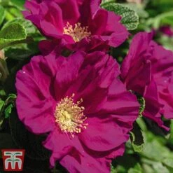 Rose Rugosa 'Rubra' (Species Shrub Rose) -Flourish Flora ROSA T59373 B