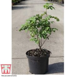 Rose Rugosa 'Rubra' (Species Shrub Rose) -Flourish Flora ROSA T59373 C