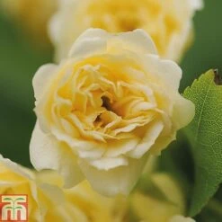 Rose Banksiae 'Lutea' (Rambling Rose) -Flourish Flora ROSA T68461 B