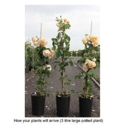Rose 'Buff Beauty' -Flourish Flora ROSA T68465 B h
