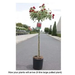 Rose 'Fairy Queen' -Flourish Flora ROSA T68471 B h