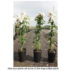 Rose 'Guirlande D'Amour' -Flourish Flora ROSA T68479 B h