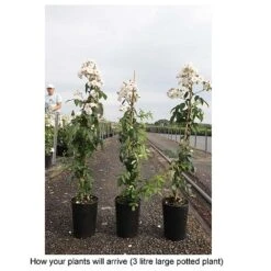 Rose 'Guirlande Rose' -Flourish Flora ROSA T68481 B h