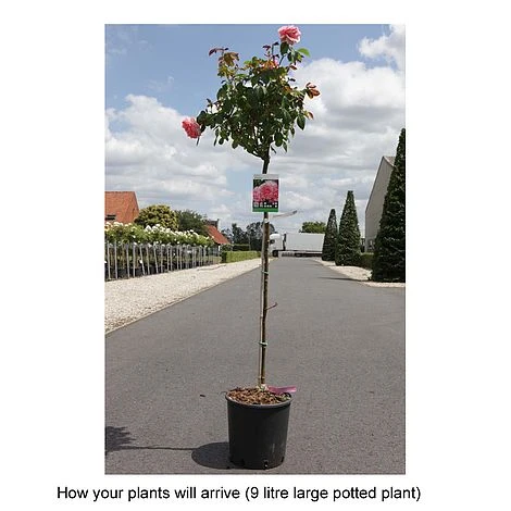 Rose 'Kimono' 2 Rose 'Kimono' - Image 2