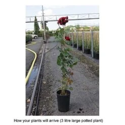 Rose 'Thats Jazz' -Flourish Flora ROSA T68509 B h