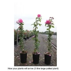 Rose 'Zéphirine Drouhin' -Flourish Flora ROSA T68513 B h