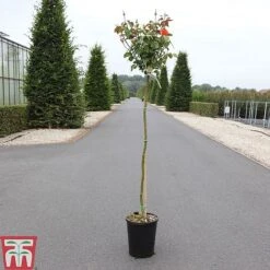 Rose 'Marieken' (Shrub Rose) -Flourish Flora ROSA TKA3486 A