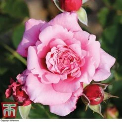 Rose Home Florist Timeless Collection -Flourish Flora ROSE KA8054 E