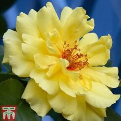 Rose 'Climbing Collection' -Flourish Flora ROSE T11940P B