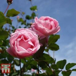 Rose 'Queen Elizabeth' (Floribunda Rose) -Flourish Flora ROSE T40379 B1