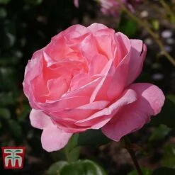 Rose 'Queen Elizabeth' (Floribunda Rose) -Flourish Flora ROSE T40379 C1