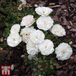 Rose 'Sea Foam' (Shrub Rose) -Flourish Flora ROSE T58087 B