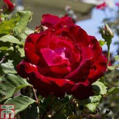 Rose 'Breeder's Choice Red' (Hybrid Tea Rose) -Flourish Flora ROSE T59107 A h