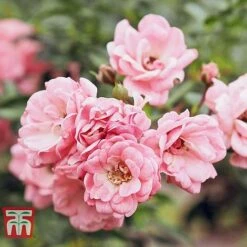 Rose 'The Fairy' (Polyantha) -Flourish Flora ROSE T59371 B
