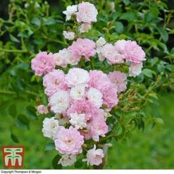 Rose 'The Fairy' (Polyantha) -Flourish Flora ROSE T59371 C