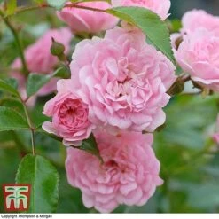 Rose 'The Fairy' (Polyantha) -Flourish Flora ROSE T59371 D