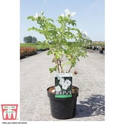 Rose Rugosa 'Alba' (Species Shrub Rose) -Flourish Flora ROSE T59372 C