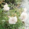 Rose 'White Fairy' (Polyantha)