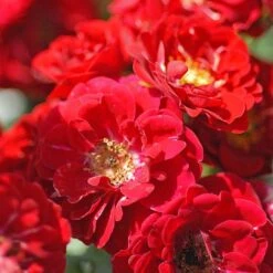 Rose 'Red Fairy' (Polyantha) -Flourish Flora ROSE T59381 B h