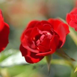 Rose 'Red Fairy' (Polyantha) -Flourish Flora ROSE T59381 C h