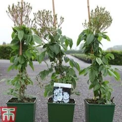 Rose 'Bobbie James' (Rambling Rose) -Flourish Flora ROSE TKA3470 A