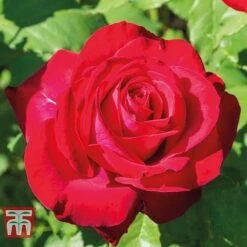 Rose 'Scented Double Red' -Flourish Flora ROSE V11906 C
