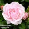 Rose 'Our Beth' (Shrub Rose)