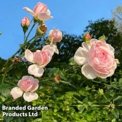 Rose 'Our Beth' (Shrub Rose) -Flourish Flora ROSE WKC0808 B