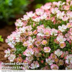 Rose 'Cutie Pie' -Flourish Flora ROSE CUTIEPIE S29131