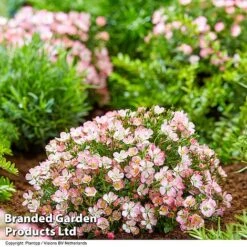 Rose 'Cutie Pie' -Flourish Flora ROSE CUTIEPIE S29133