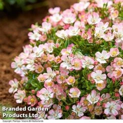 Rose 'Cutie Pie' -Flourish Flora ROSE CUTIEPIE S29134