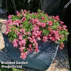 Rose 'Cutie Pie' -Flourish Flora ROSE CUTIEPIE S29139