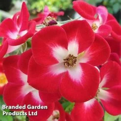 Rose 'Everglow Ruby' (Shrub) -Flourish Flora ROSE EVERGLRUB H41241