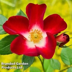 Rose 'Everglow Ruby' (Shrub) -Flourish Flora ROSE EVERGLRUB H41242