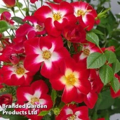 Rose 'Everglow Ruby' (Shrub) -Flourish Flora ROSE EVERGLRUB H41243