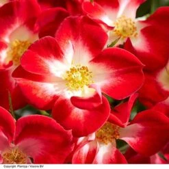 Rose 'Everglow Ruby' (Shrub) -Flourish Flora ROSE EVERGLRUB H41249