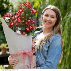 Rose 'Everglow Ruby' (Shrub) -Flourish Flora ROSE EVERGLRUB H41251