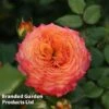 Rose 'Meteor' (Floribunda Rose)