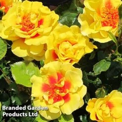 Rose 'Peter's Persica' (Climbing Patio) -Flourish Flora ROSE PETERSPER H50316